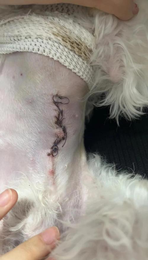 狗狗疝气必须手术吗