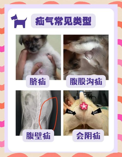 狗狗得了疝气怎么办?