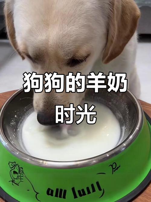 羊奶粉可以干拌狗粮给狗吃吗