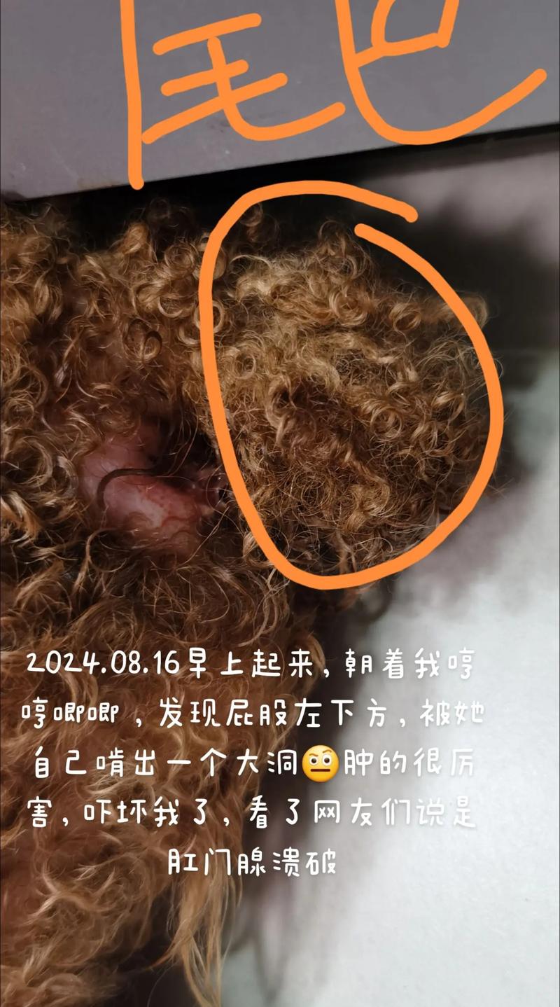 我家狗狗肛门旁边破了个小洞,怎么办?