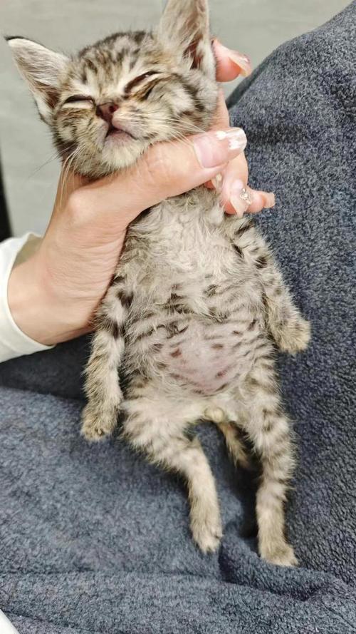 猫咪的肚子里面摸到圆形的硬物是什么啊?