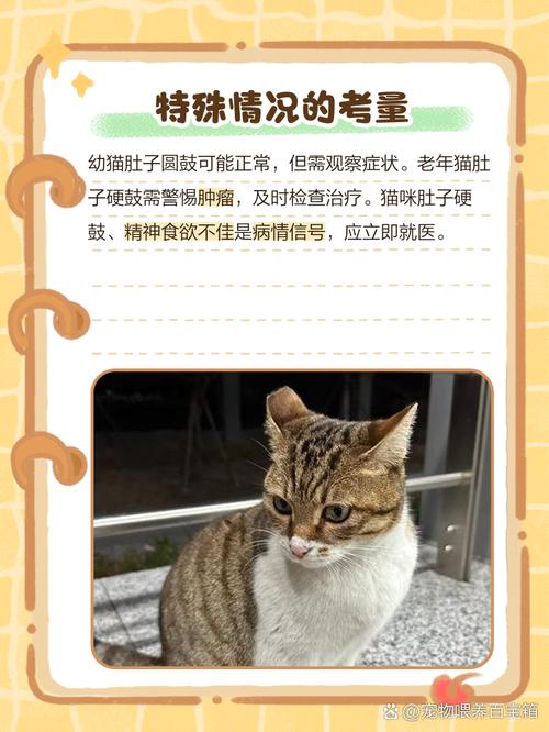 猫咪腹部有硬块的原因及处理方法