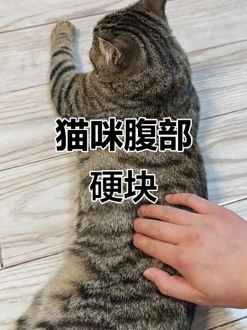猫肚子里有个硬硬的圆球包