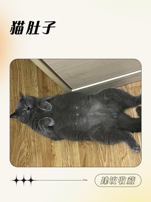 猫生产后肚子还有硬块是怎么回事啊?
