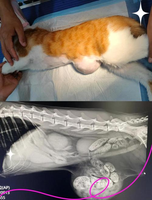 猫咪腹部摸着有硬块但精神很好是怎么回事?