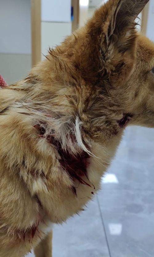 我家的狗狗被大狗咬了会不会有什么事啊?