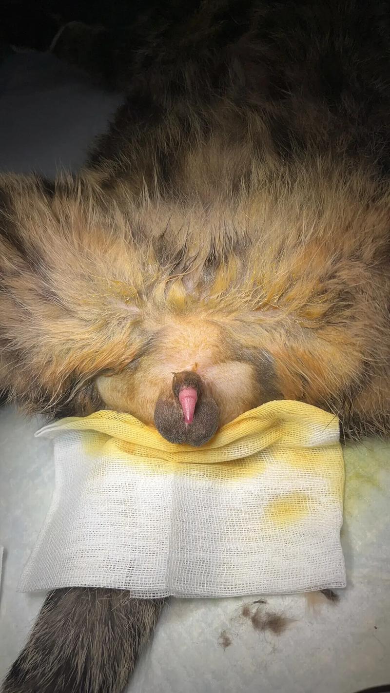 猫咪下了一个崽多会儿可以绝育