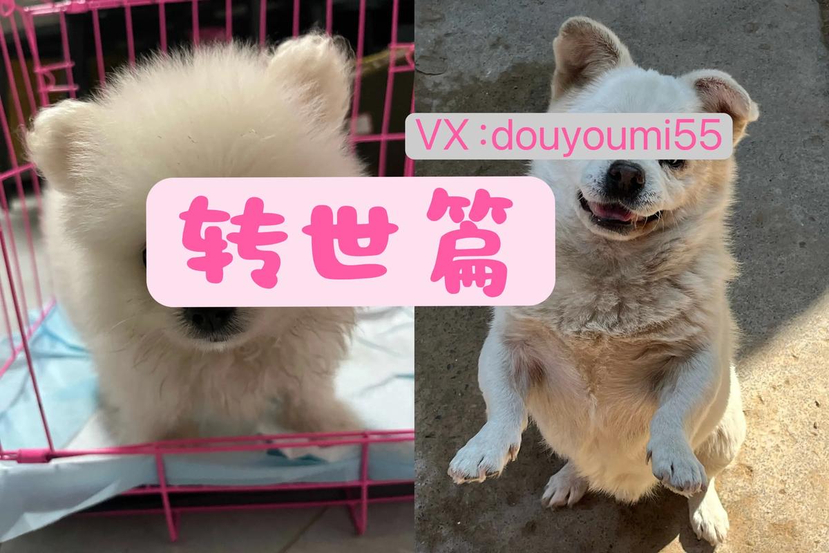 怎样才能买到投胎转世回到我身边的狗狗