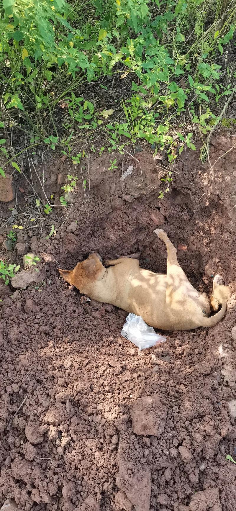 狗死去了,它的灵魂去哪里了