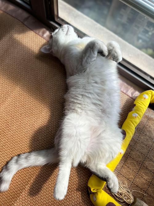 新手养猫必须了解的42条小常识