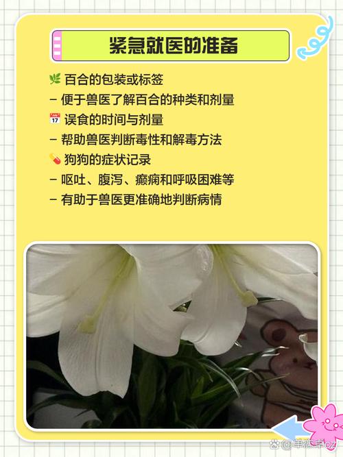 狗狗吃百合为什么中毒死亡