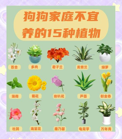 养狗不能养的植物