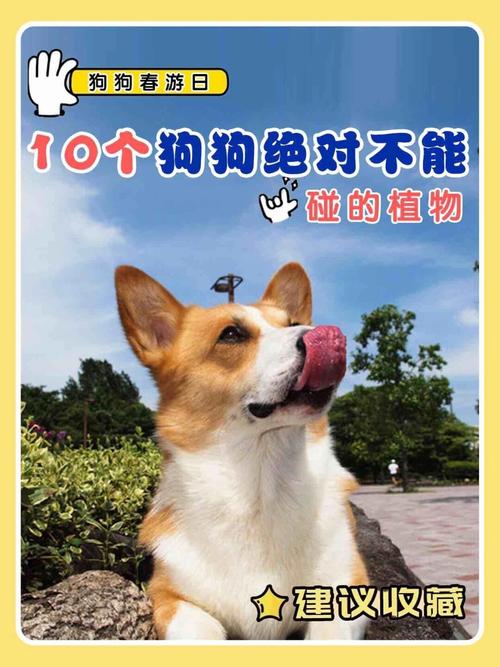 狗狗吃百合为什么中毒