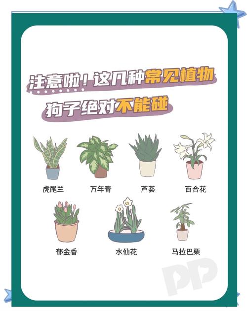 香水百合花香对一个月大的小狗的有没有影响?