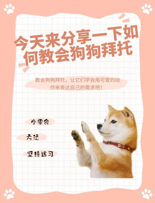 怎么教泰迪狗狗拜拜?