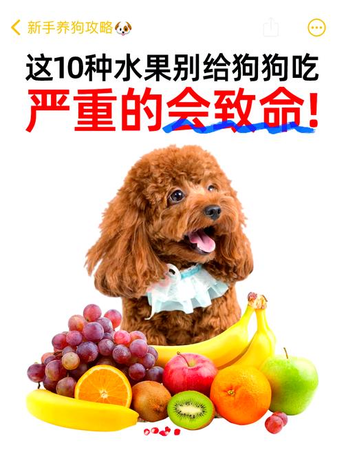 狗狗能吃柚子吗