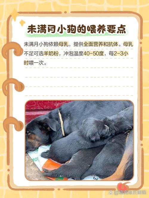 狗狗为什么不吃牛奶粉