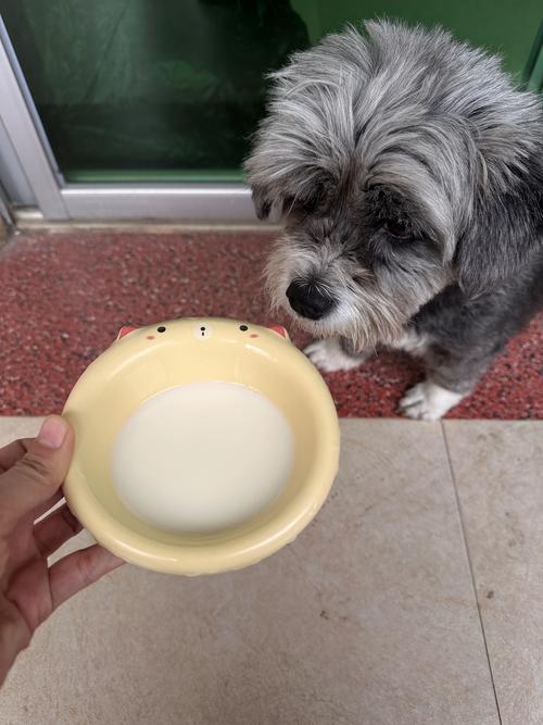 狗狗真的不能喝牛奶粉吗?狗狗的奶粉到底要如何选取?
