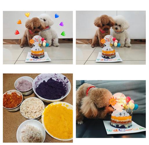 怎么给狗子过生日?