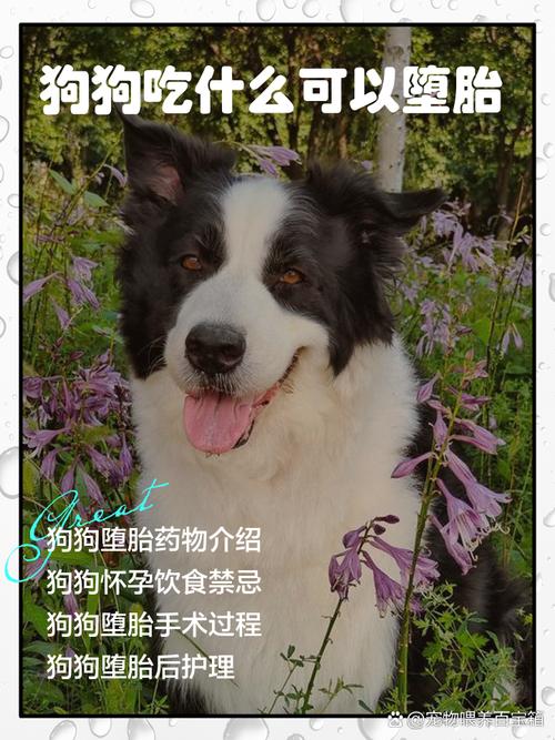 禁止狗狗怀孕吃什么药