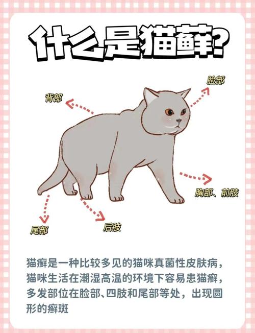 猫癣什么时候可以不上药了?