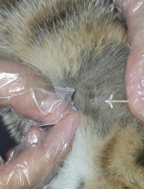 两个月的猫有猫癣能自愈吗