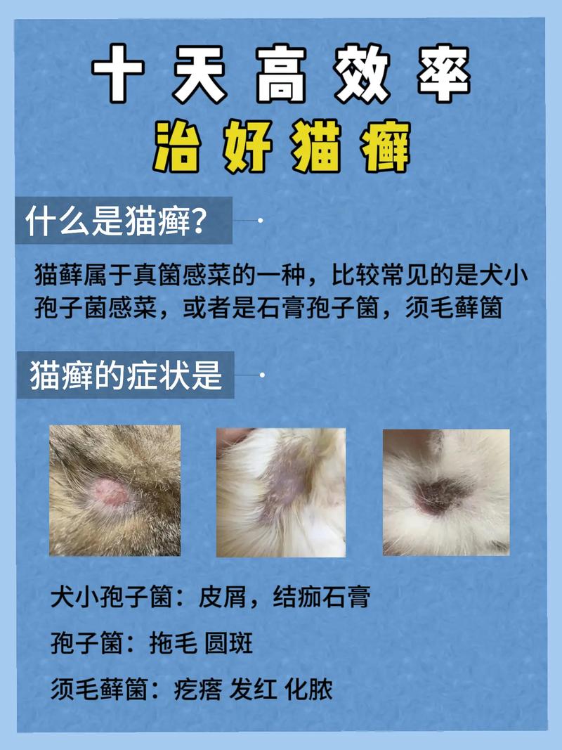 猫咪猫藓会自己好吗-猫藓根治要多久