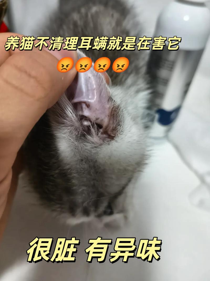 猫甩头时耳朵里甩出了水是怎么回事?