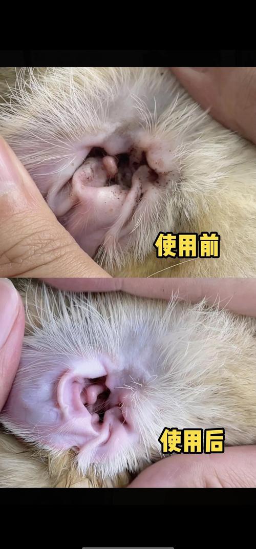 猫耳朵淌水死亡,猫耳朵出水了怎么回事