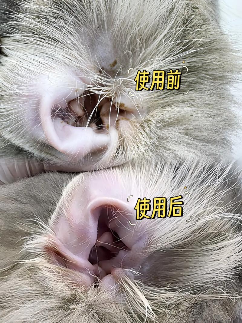 猫咪甩头耳朵有水声