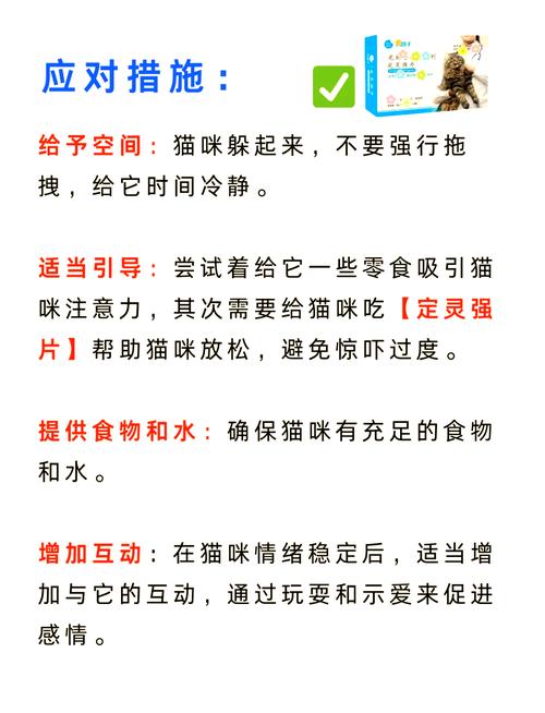 猫咪胆小怕人的解决方法