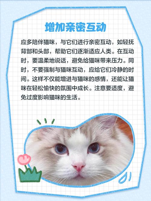 猫咪太怂老被欺负怎样训练比较合适?