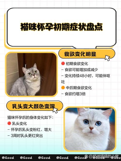 一般情况,猫怀孕症状的时候有什么表现