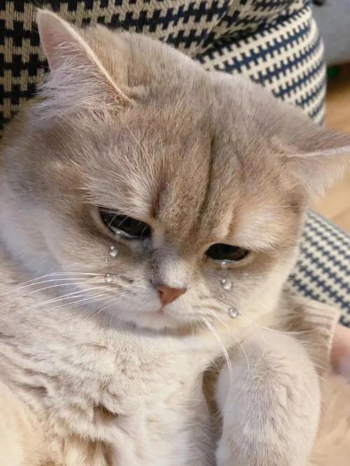 猫咪老流眼泪怎么回事儿