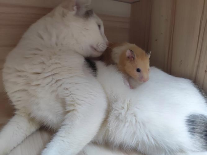 仓鼠和猫能一起养吗