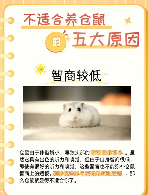 养仓鼠为什么不能养猫咪的原因