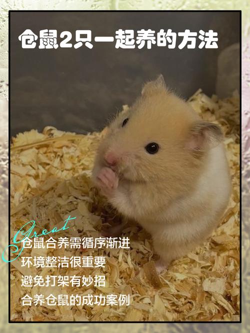 仓鼠和猫咪能放一起养么