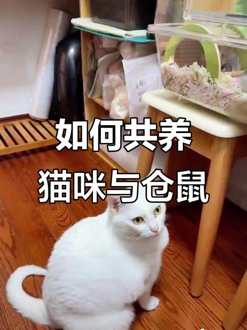 把仓鼠和猫放在一起养需要注意些什么?