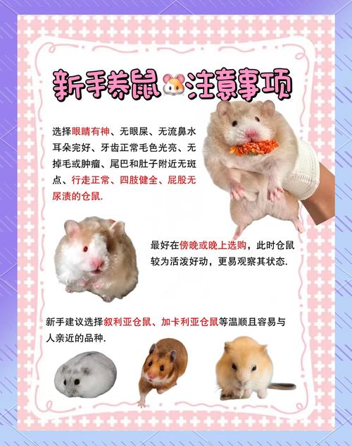 猫和仓鼠能一起养吗