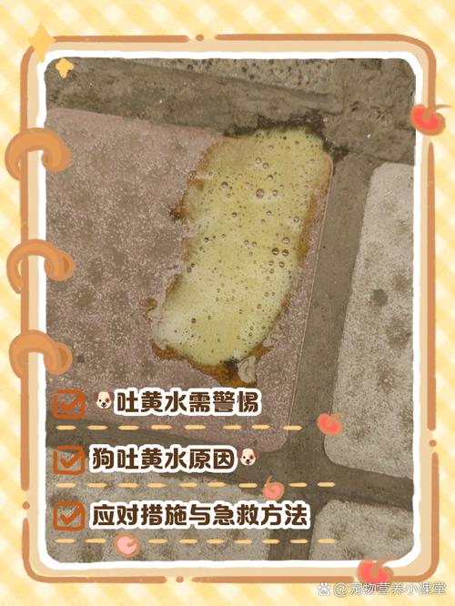 泰迪狗狗吐黄水带泡沫是怎么回事?