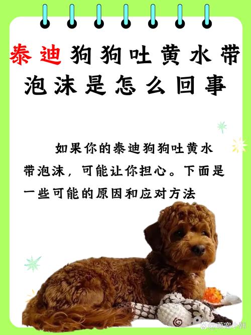 泰迪狗狗吐黄水是怎么回事
