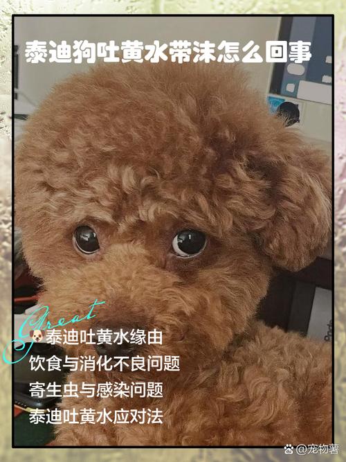 泰迪狗狗为什么老是吐黄水