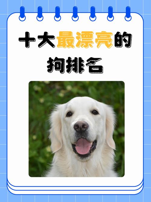 世界上前十最漂亮的狗