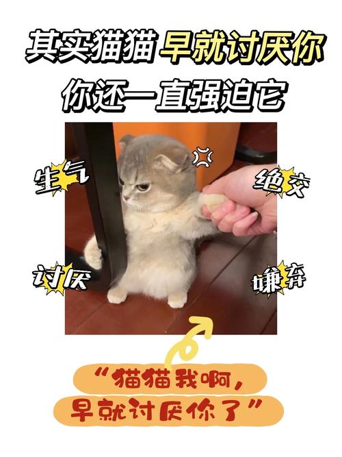 猫猫讨厌主人的表现