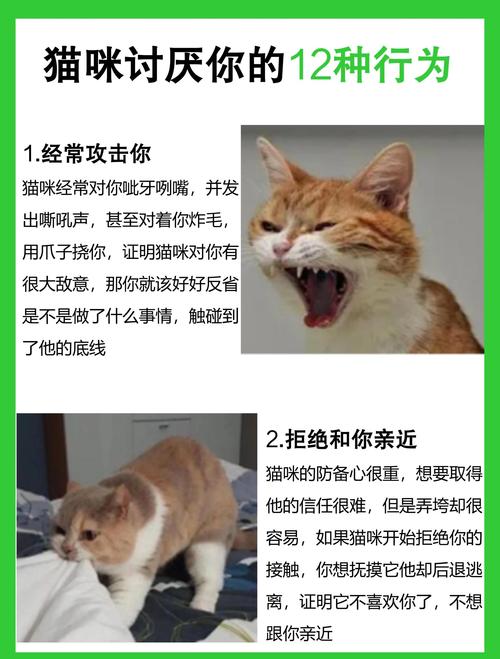 你知道吗?这些表现,说明猫咪“厌恶”你