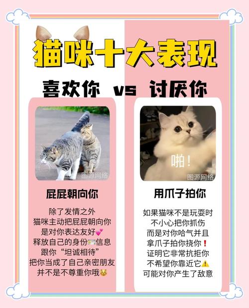 猫咪对你有这6种表现,证明它“恨你入骨”了,别不在意