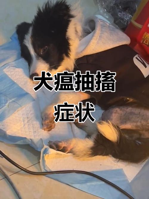 我家狗狗打嗝,而且吐了黄色泡沫,怎么回事啊!急?