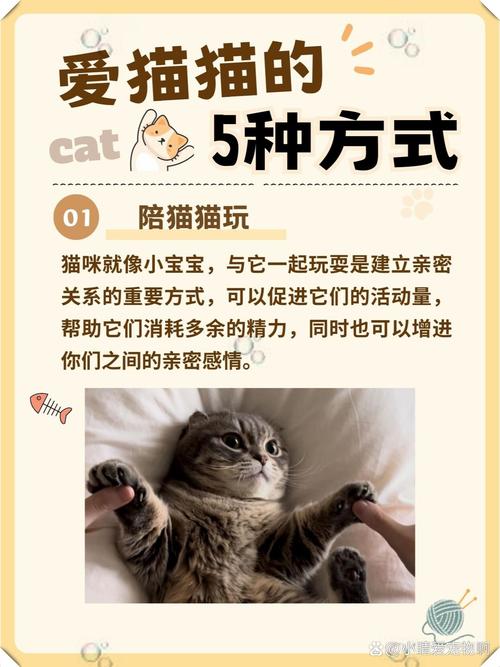 如何建立跟猫咪的亲密关系?铲屎官可以试试这8个办法!
