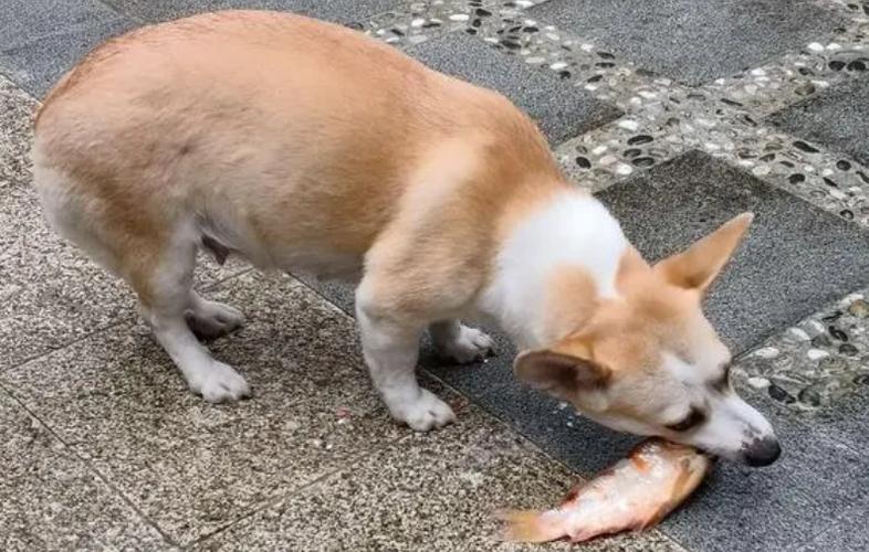 狗狗吃鱼为什么死了