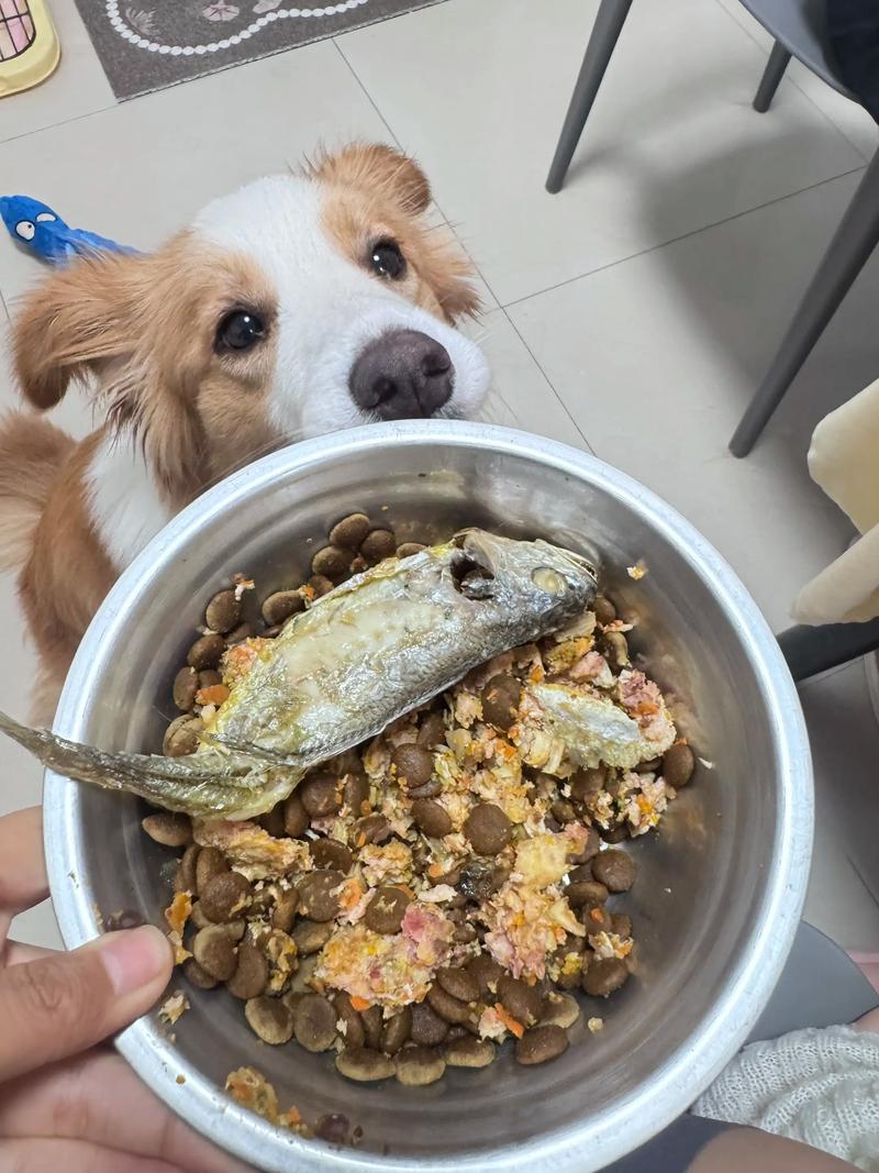 狗狗吃生鱼好不好